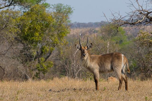 100 Zuid-Afrika, Sabi Sand Game Reserve, waterbok.jpg